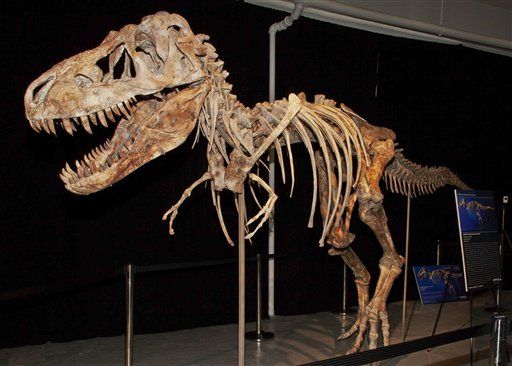 Florida Man Pleads Guilty to Dinosaur Smuggling