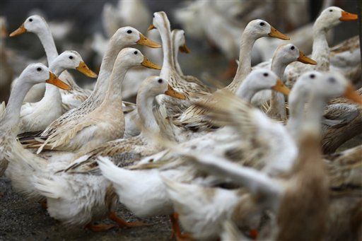 Bird Flu Research Returning Amid Contagion Fears