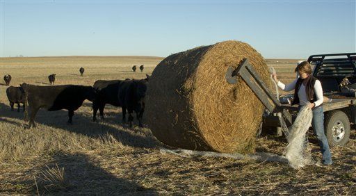 US Cattle Herd Smallest in Six Decades