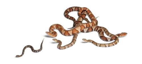 Pastor to Tenn.: Give Me Back My Snakes