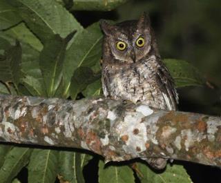 New Owl Species Hid Under Experts' Noses for 100 Years
