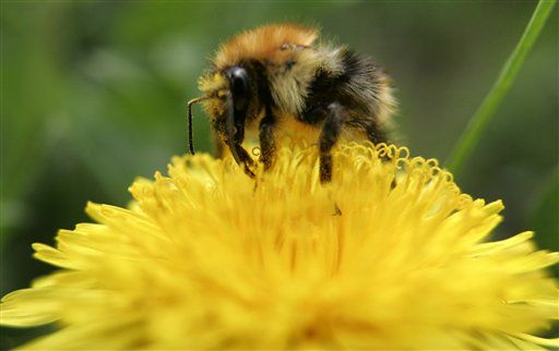 Flowers Use Electricity to Talk With Bees