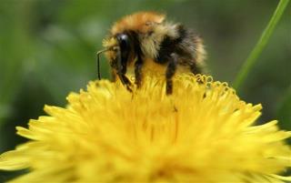 Flowers Use Electricity to Talk With Bees