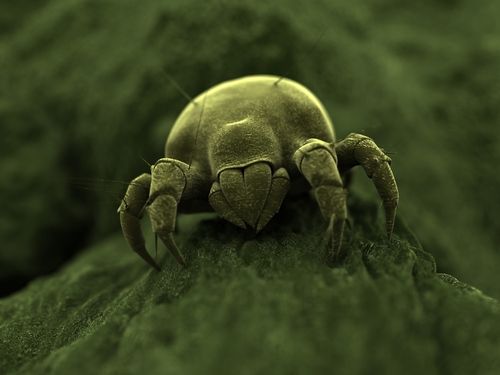 Dust Mites Reverse Evolution, Shock Scientists