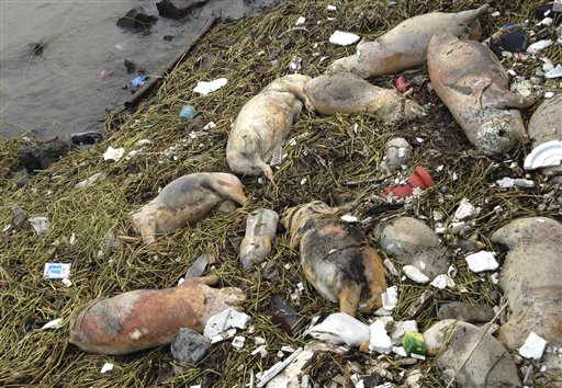 China Fishes 900 Dead Pigs From River
