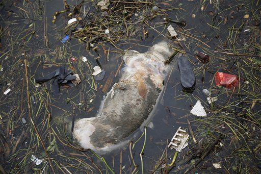 Nearly 3K Dead Pigs Pulled From China River