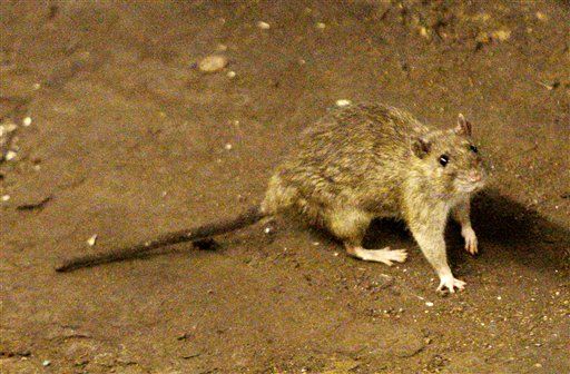 NYC Subway Fights Rats —With Sterilization