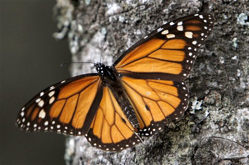 Monarch Numbers Drop 59% in Mexico
