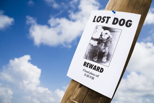 Idaho Mystery: Dogs Are Vanishing