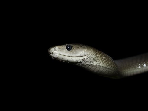 Pretoria Hunt for Missing Snake Goes High-Tech