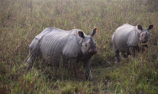 India Deploys Drones —to Protect Rhinos