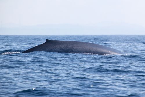 In a First, Scientists Track Blue Whales by Song
