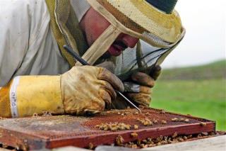 Beekeepers Battle EPA Over Pesticide