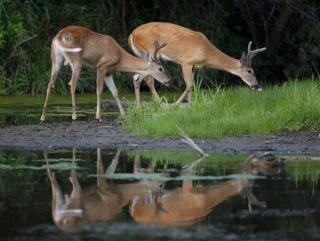 Gov't Calls in Sharpshooters to Take Out DC Deer