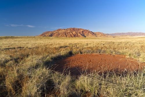 Desert 'Fairy Circles' Made by ... Termites?