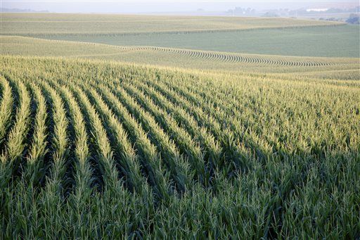 Get Ready for the Biggest Corn Crop Since 1936
