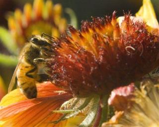 Honeybee Deaths Spike Again