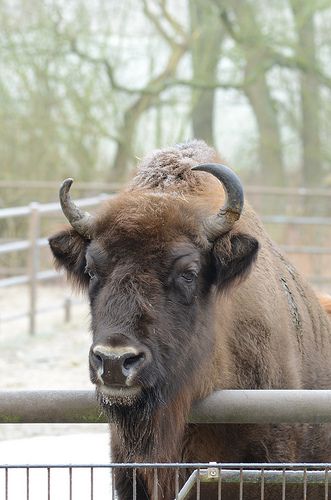 Bison to Roam Forests in Germany Again