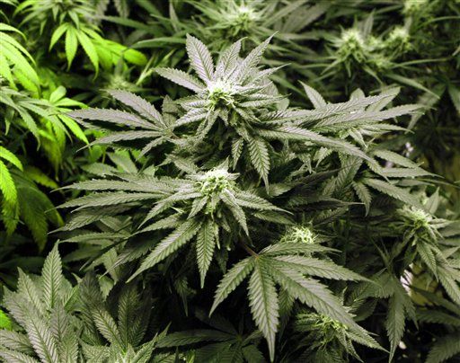 For First Time, Majority Backs Legal Marijuana
