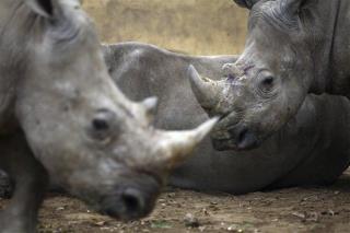 Thieves Steal Rhino Heads From Irish Museum