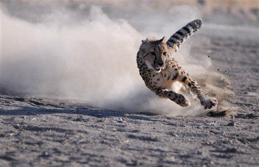 Wild Cheetah May Disappear by 2030