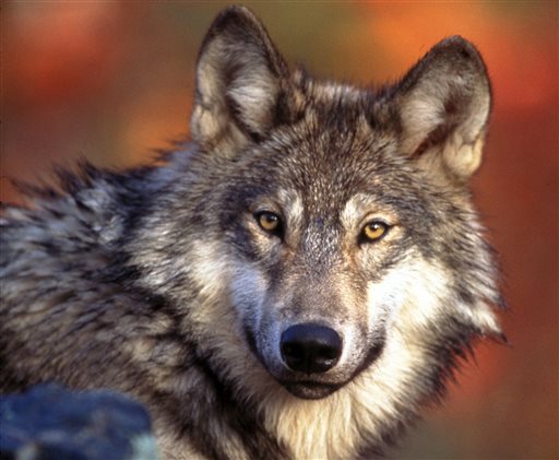 Gray Wolves Likely to Lose Federal Protection