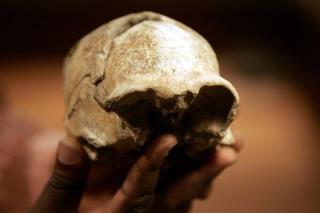 Early Humans Loved to Eat Brains: Study