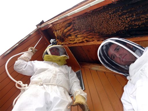 60K Bees Found in Utah Cabin