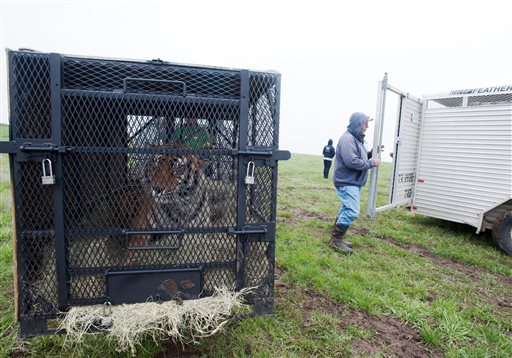 Tigers, Lions Seized From Kansas Farm