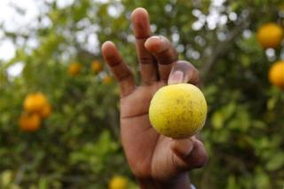 Florida's Oranges Could Vanish