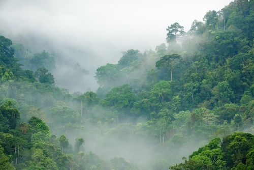 Lost 'White City' May Lie Hidden in Rainforest