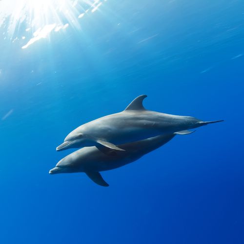 Navy Dolphins Make Amazing Torpedo Find