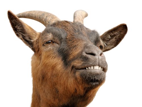 Freedom Goat Runs for Her Life, Snarls Traffic