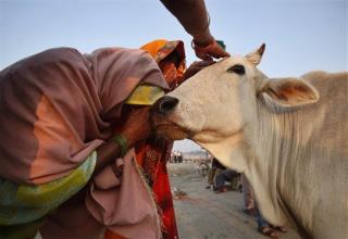 Rustlers Target India's Sacred Cows