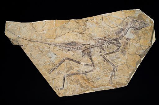 Here's the Oldest Bird Ever Found —Maybe