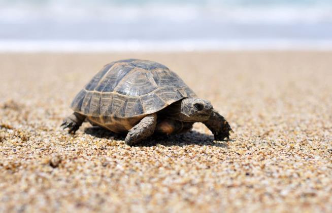 Turtle Shells Predate Dinosaurs