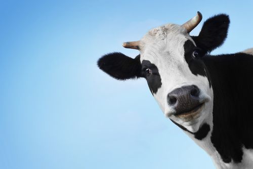 Scientists' $10M Goal: Burpless Cows