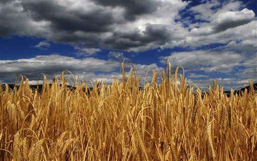 Farmer Sues Monsanto Over Franken-Wheat