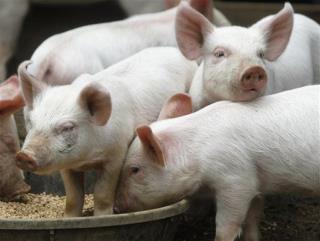 GMO Feed Alters Pigs' Stomachs