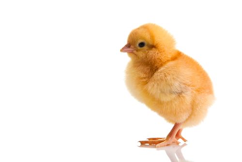 Baby Chicks Are Smarter Than Baby Humans