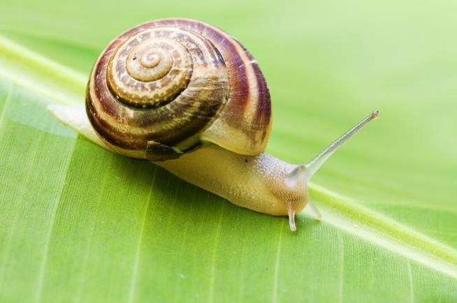 Lowly Snail Reveals Secret of Ireland's Origins