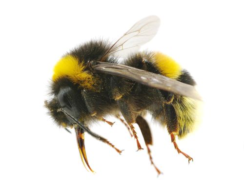 25K Dead Bumblebees Fall From Trees in Oregon