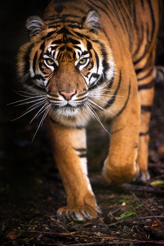 Tiger Mauls Young Woman in Indiana