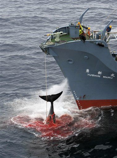 Australia, Japan Take Whaling Brawl to the Hague