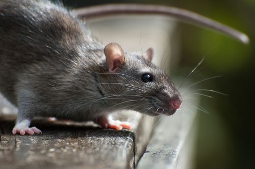 Paralyzed Rats Regain Ability to Pee