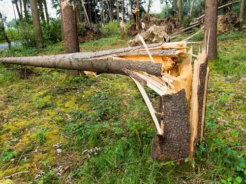 Falling Tree Kills Camp Counselor Near Yosemite