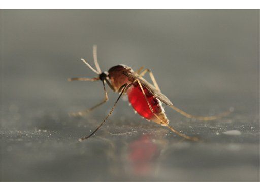 What Makes You Tasty to Mosquitoes?