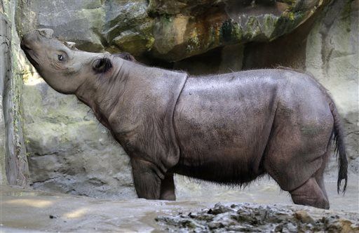 Zoo Will Mate Uber Rare Rhino Siblings