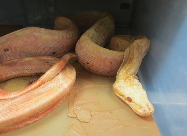 20K Rats, Snakes So Abused Rescuers Needed Counseling