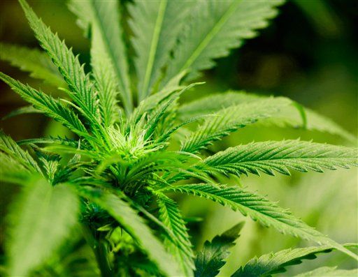 No. 19: New Hampshire Legalizes Medical Marijuana